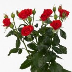 Кустовая роза Хот Бублес