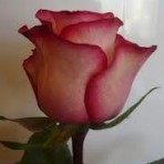 роза Карусель