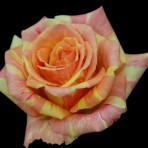 роза Фиеста