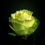 роза Лимбо