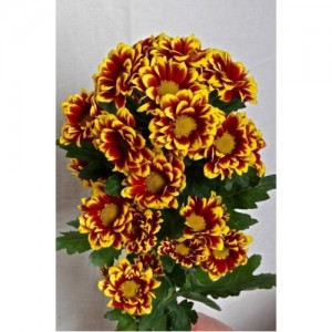 chrizantema-kystovaya-Timan-geltyu-500x500