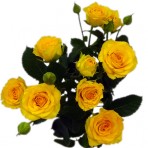 Кустовая роза Датч Дакар