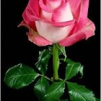роза Росини