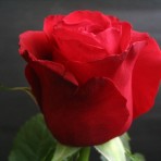 роза Секси Ред