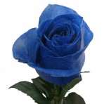 роза Вендела синяя
