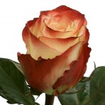 роза Фарфала